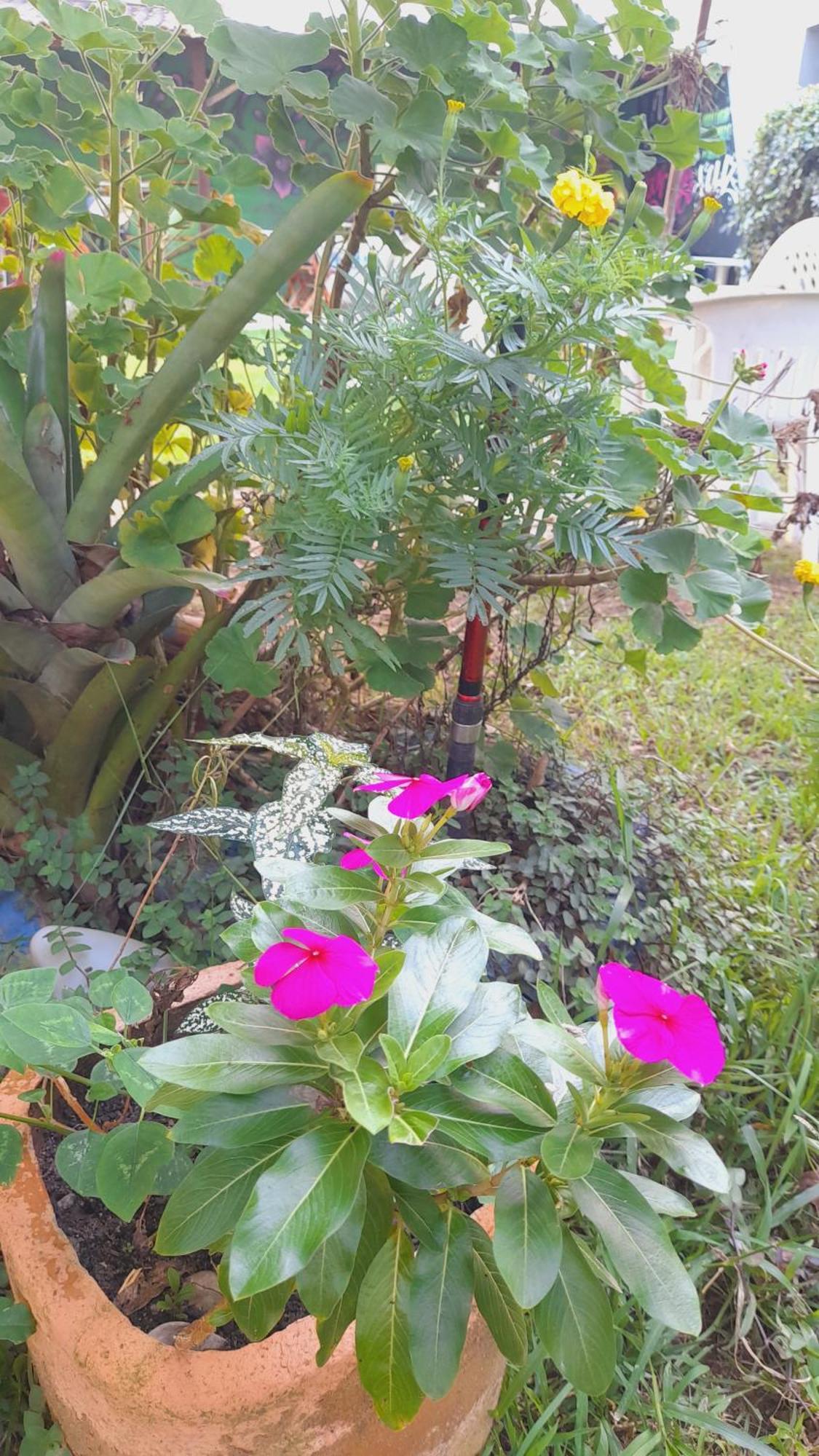 Pousada Flora Buzios Exteriér fotografie